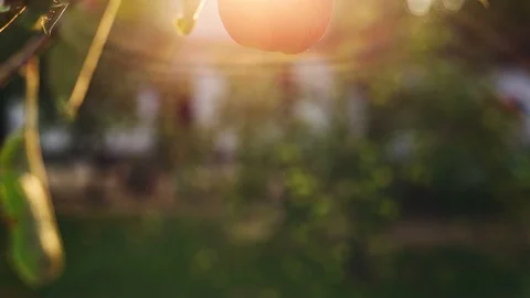 Bright red apple under the rays of the warm sun 動画素材 95929519