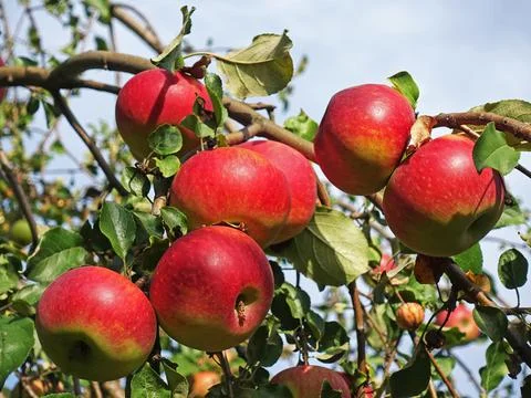 Bright red apples on apple tree branches 库存照片