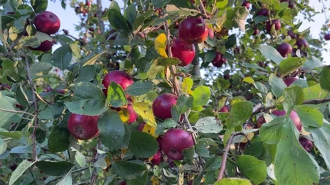 Bright red apples on a tree Видео 330670089
