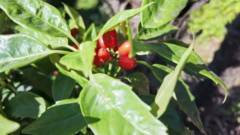 Bright Red Aucuba Berries On Glossy Leaves Vídeo Stock 344875372