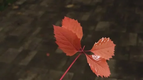 Bright red autumn leaf Stock Footage 318799775