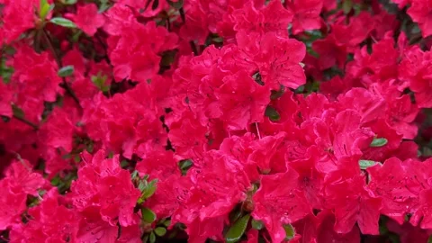 Bright red azalea flowers in full bloom, close-up. Stock Footage 311103280