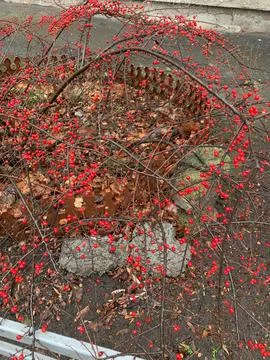 Bright Red Berries on Branches in Winter Garden Stock Photos