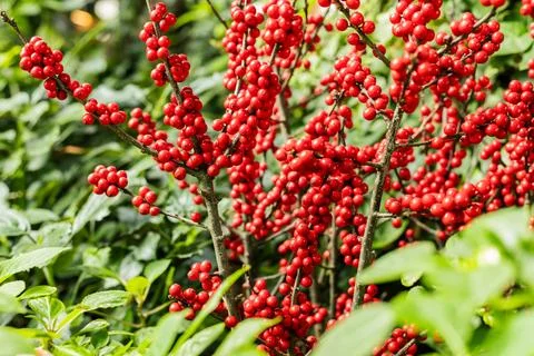 Bright red berries cluster on branches among green leaves in a garden. The .. Stock Photos