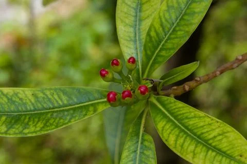 Bright red berries cluster on a leafy branch Stock Photos