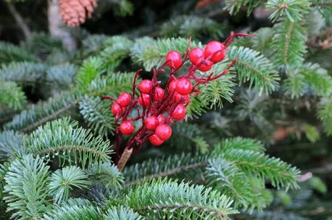 Bright red berries on evergreen branches background Stock Photos