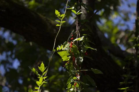 Bright Red Berries Stock Photos