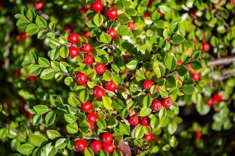 Bright Red Berries Stock Photos