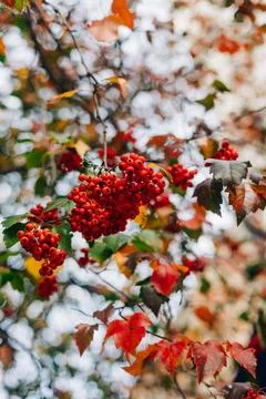 Bright red berries on tree branches surrounded by autumn leaves in a scenic Stock Photos