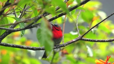 Bright red bird perched on branch among green leaves and foliage, Video stock 282903351