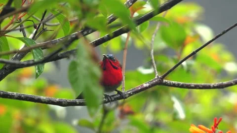 Bright red bird perched on tree branch surrounded by green leaves and Stock Footage 284023402