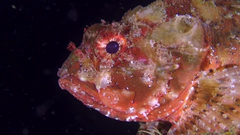 Bright red Black scorpionfish on a dark background. Stock Footage 77106589