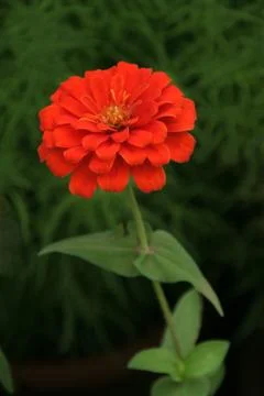 Bright Red Bloom Stock Photos