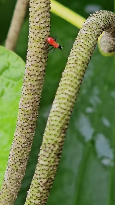 Bright red bug nymph crawling on Piper plant flower spike macro close up Stock Footage 342070773
