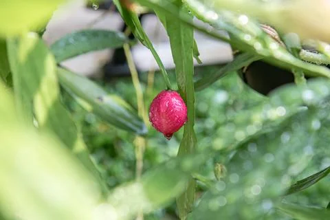 Bright red cactus fruit hanging on epiphyllum plant. Stock Photos