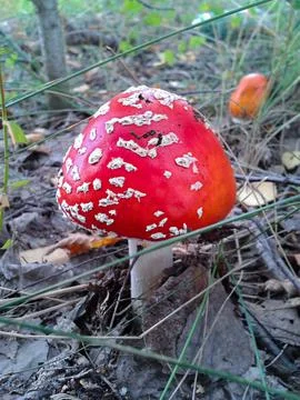 A bright red cap of the red fly agaric mushroom Amanita of the genus of myc.. Stock Photos