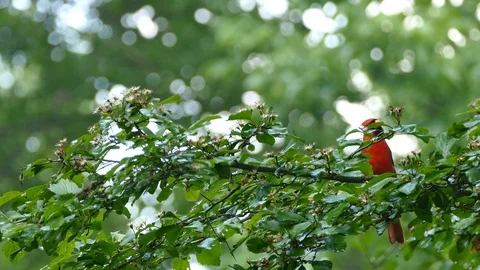 Bright red Cardinal bird jumping ahead on slightly wet branch Stock Footage 88422446