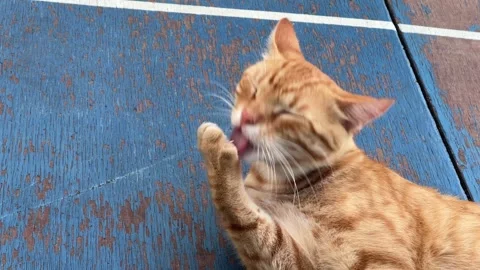 The bright-red cat licks his paw and closes his eyes with pleasure Stock Footage 282570124