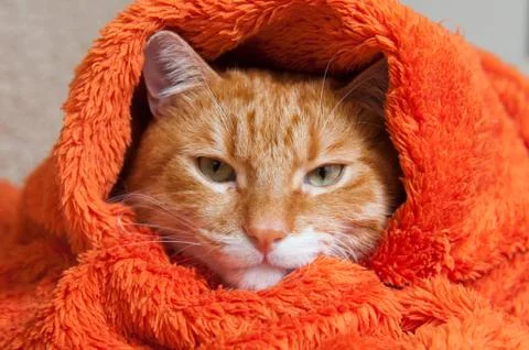 Bright red cat in a plush soft orange wrap Fotos Stock