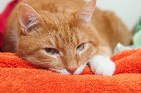 Bright red cat in a plush soft orange wrap Foto stock
