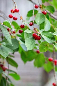 Bright red cherries dangle from slender branches surrounded by rich green fol Stock Photos
