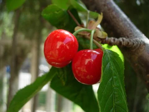Bright Red Cherries in Tree Foto stock