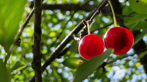 Bright red cherry berries hang on a green tree in the garden Stock Footage 340846419