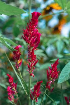 Bright red chicken crested flowers, beautiful, prominent on a green backgroun Stock Photos