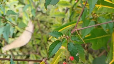 The bright red chicken eye fruit grows in clusters. Stock Footage 323580439