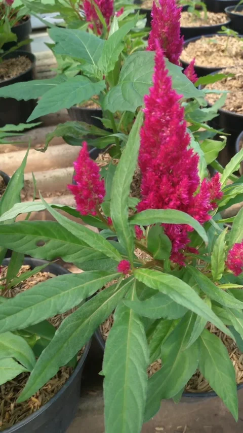 The bright red colored chicken crest ornamental plant. Stock Footage 324891025