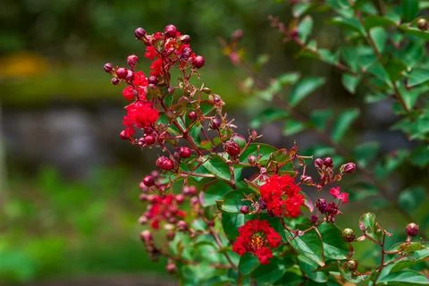 Bright red crape myrtle flower branches on green soft focus background Stock Photos