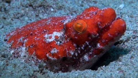  Bright Red Crocodile Snake Eel (Brachysomophis henshawi) Face Close Up  Stock Footage 161935233