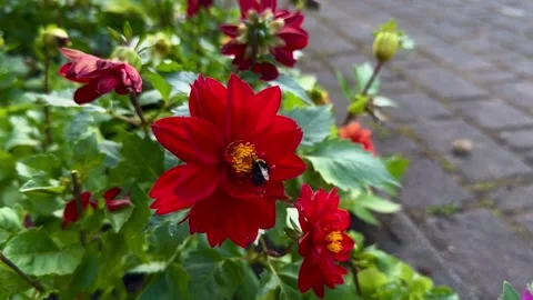 Bright red dahlia blooming in summer garden Stock Footage 337935023