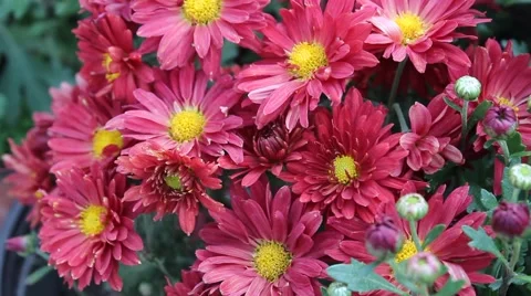 The bright red Daisy Stock-Footage 42362715