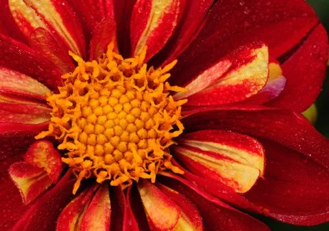 Bright red daisy Stock Photos