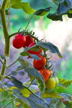 The bright red Datterino tomatoes, with thin skins and date-like shapes, da.. Stock Photos