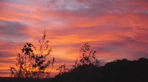 Bright Red Dawn On The Field With Grass Stock Footage 56059044