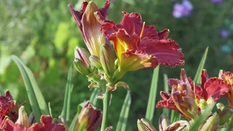 Bright red daylily in the light of the evening sun. Blurred background. Stock Footage 229894696