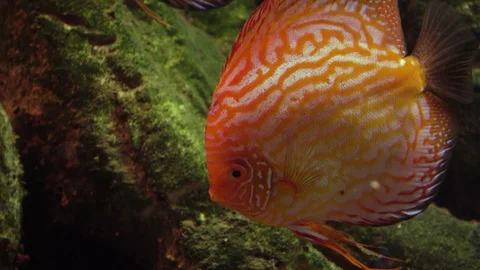 Bright red discus also known as Symphysodon. Exotic tropical fish. Close up 스톡 동영상 112432759