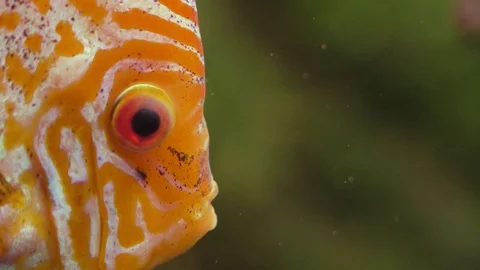 Bright red discus also known as Symphysodon. Exotic tropical fish. Close up Stockbeeldmateriaal 112432779