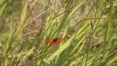 Bright red dragonfly gets chased off by a bee! Stock Footage 139426769