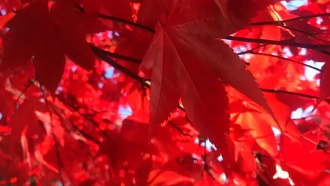 Bright Red Fall Leaves in Slow Motion Stock Footage 110714405