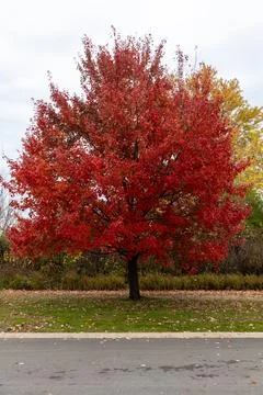 Bright red fall maple tree standing on green lawn in autumn park Fotos Stock