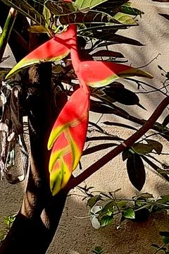 Bright Red False Bird of Paradise Flower Stock-Fotos