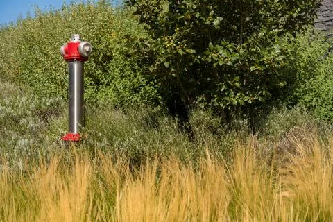A bright red fire hydrant standing amidst dense green bushes and golden tall Stock Photos