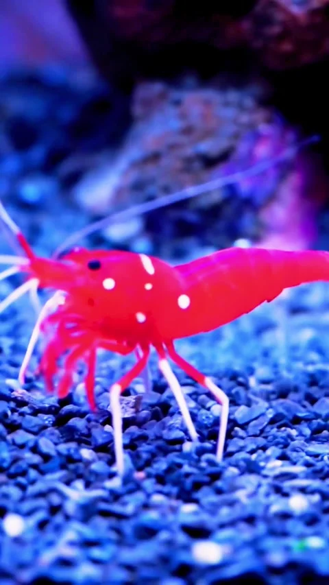Bright Red Fire Shrimp Walking on Blue Gravel Underwater Stock Footage 320964651