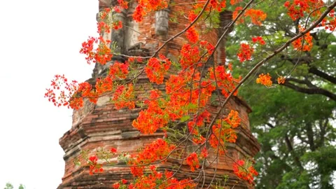 Bright red flame tree blooms beside ancient brick prang tower in Ayutthaya Stock Footage 312661867
