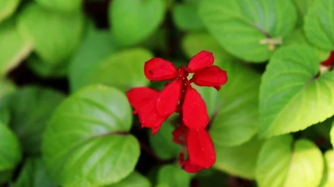 Bright Red flower with Ants Vídeo Stock 107760242