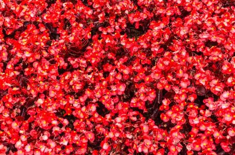 Bright Red flower background. Foto stock