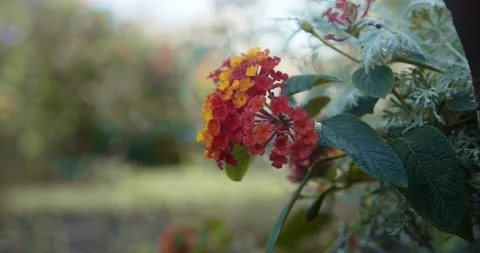 Bright red flower on a background of yellow trees. small flower blooms in autumn Stock Footage 141341430